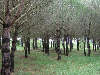 Tartufo nero Toscana