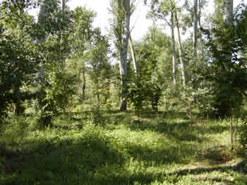 Tartufo in Toscana