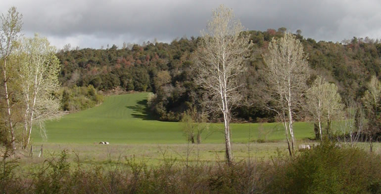 Progettazione tartufaie in Toscana