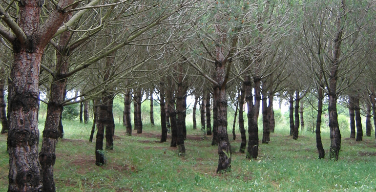 Progettazione tartufaie di tartufo bianco